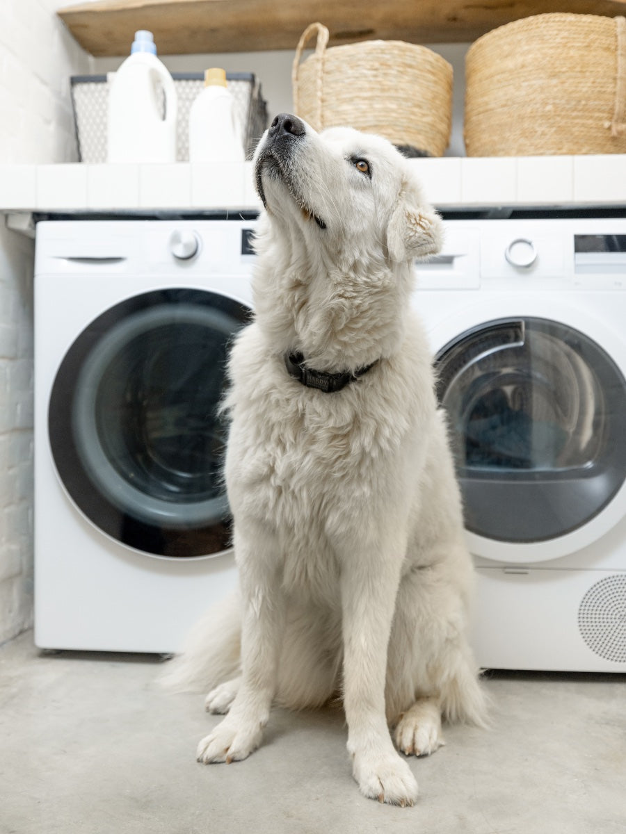 Purecise laundry detergent sheets are pet friendly too.
